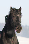 Frisian Horse in snow