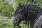 Friesian horse portrait