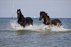 Friesians in the ocean