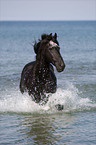 Friesian in the ocean