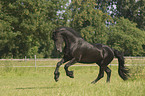 running Frisian