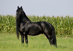 frisian stallion