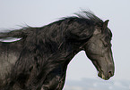 frisian stallion portrait