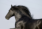 frisian stallion portrait