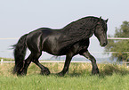 trotting frisian stallion