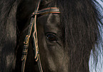 frisian stallion