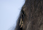 frisian stallion