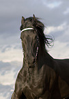 frisian horse portrait