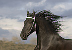 frisian horse portrait