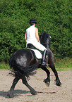 frisian horse at dressage