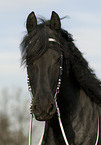 friesian horse