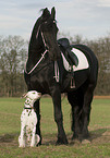 friesian horse and dalmatian