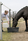 drinking Frisian horse