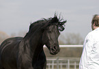 Frisian horse portrait