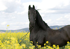 Frisian Horse