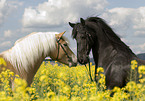 Frisian Horse and Haflinger Horse
