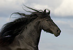 running Frisian Horse