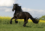 running Frisian Horse