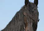 Friesian Horse