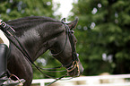 Friesian horse portrait