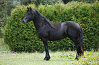 young Friesian horse stallion