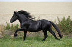 young Friesian horse stallion