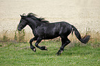 young Friesian horse stallion