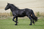 young Friesian horse stallion