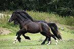 Friesian Horse and Pony