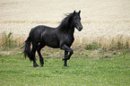 young Friesian horse stallion