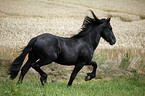 young Friesian horse stallion