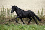 young Friesian horse stallion