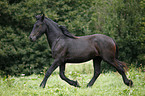 Friesian Horse