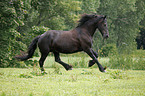 running Frisian Horse