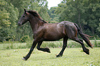 Friesian Horse