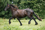 Friesian Horse