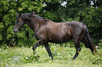 Friesian Horse