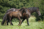 Friesian Horses