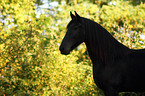 Friesian horse portrait