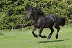 galloping Frisian horse