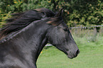 galloping Frisian horse