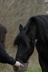 woman and Frisian horse