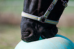 Friesian horse mouth