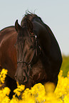 Friesian horse portrait
