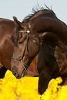 Friesian horse portrait