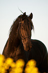 Friesian horse portrait