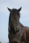 Friesian Horse Portrait