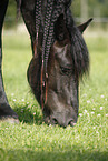 Friesian Horse Portrait