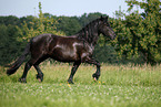 trotting Friesian Horse