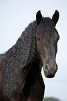 Friesian Horse Portrait